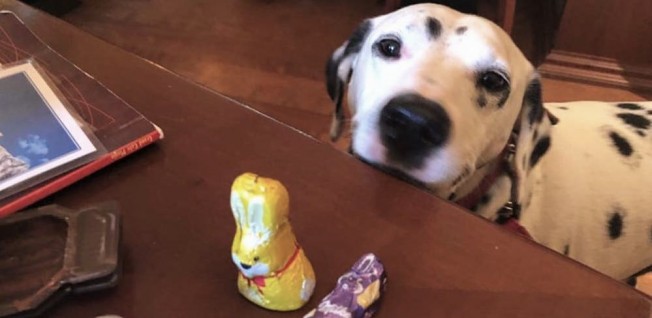 Dalmatine Dog Looking at Chocolate Easter Bunnies on a Table
