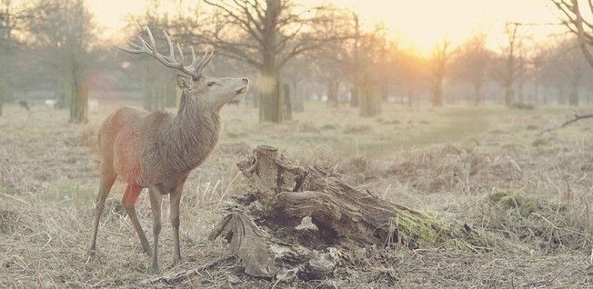 Stag in Wintery Woods